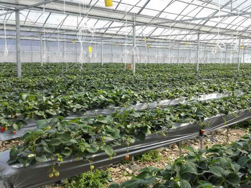 生態果蔬采摘園