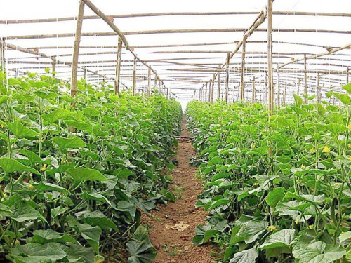 生態(tài)果蔬采摘園